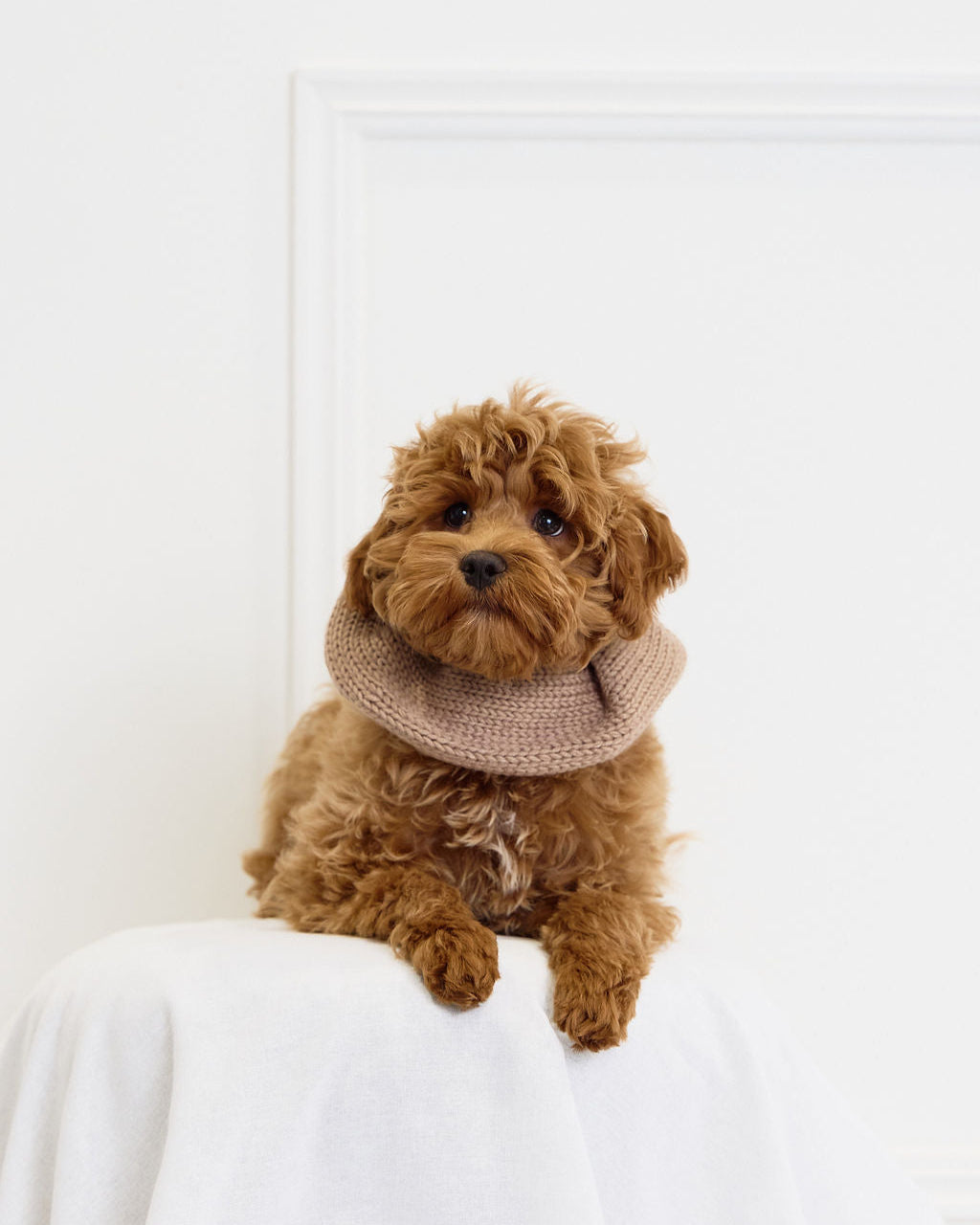 Le Grand Chouchou - Teddy